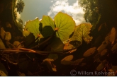 Water-lily in the Sabaku Creek