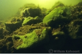 Zoetwaterspons op de fundatie stenen van kasteel Elsloo.