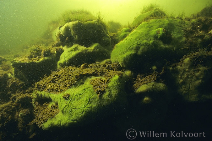 Zoetwaterspons op de fundatie stenen van kasteel Elsloo.