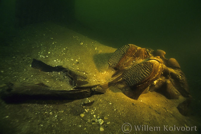 Mammoth skull in a lake near Bergharen