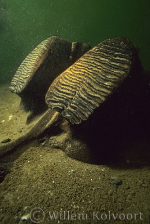 Upper jaw  with teeth of a Mammoth near Bergharen