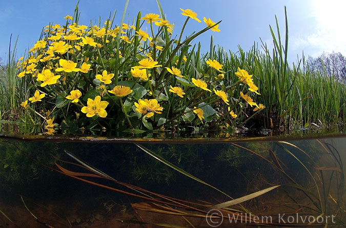 Marsh marigold ( Caltha palustris ) 