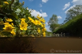 Dotterbloem ( Caltha palustris ) en waterranonkel