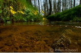 Marsh marigold ( Caltha palustris ) in a shallow brook