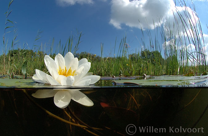 Waterlelie ( Nymphaea alba ) in het Naardermeer