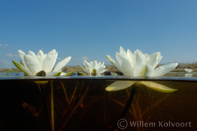 Waterlelies ( Nymphaea alba ) in de Weerribben