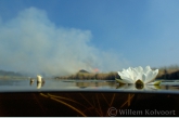 White water-lily ( Nymphaea alba ) 