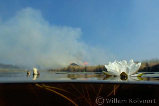 Waterlelies ( Nymphaea alba ) in de Weerribben