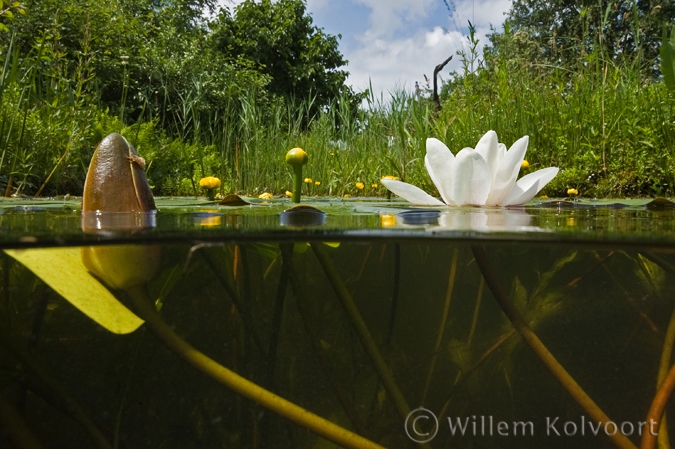 Waterlelies ( Nymphaea alba ) en Gele plomp ( Nuphar luteum )
