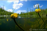 Gele plomp ( Nuphar luteum ) in het oude Amerdiep