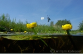 Yellow Water-lily  ( Nuphar luteum ) 