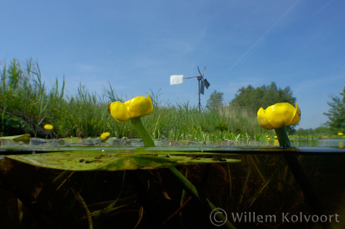 Gele plomp ( Nuphar luteum ) in de Weerribben