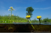 Yellow water-lily and water violet