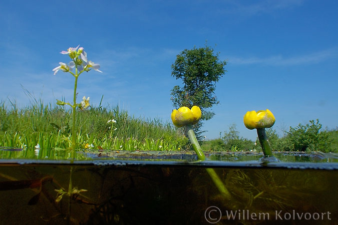 Gele plomp  en Waterviolier