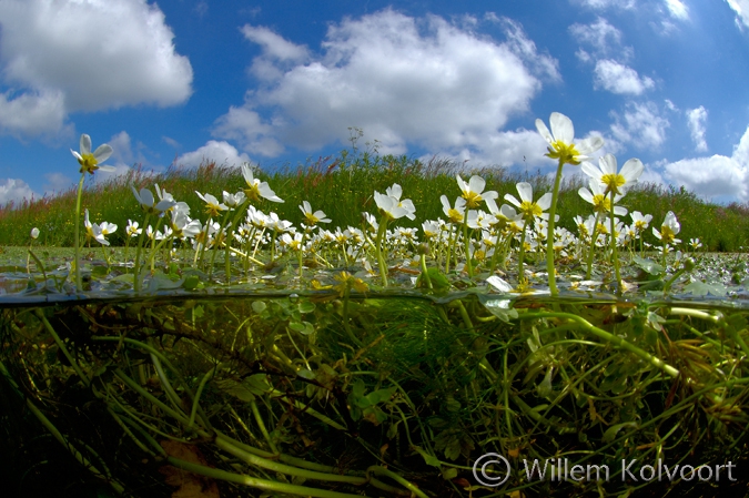 Fijne waterranonkel ( Ranunculus aquatilis )