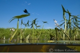 Weide beekjuffer ( Calopterix splendens ) op pijlkruid