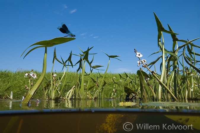 Weide beekjuffer ( Calopterix splendens ) op pijlkruid