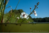 Bloeiend pijlkruid ( Sagittaria sagittifolia ) in de Markte