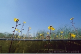 Bloeind blaasjeskruid ( Utricularia vulgaris ) Naardermeer