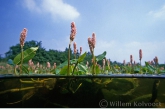 Amphibious Bistort ( Polygonum amphibium ) Lake Naarden