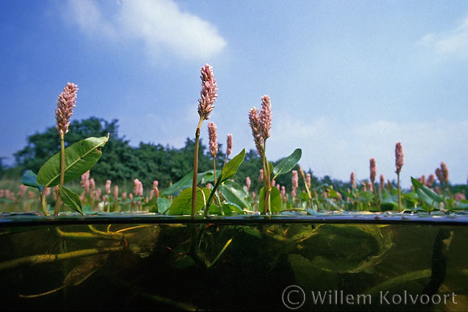 Amphibious Bistort ( Polygonum amphibium ) Lake Naarden