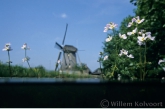 Water Violet ( Hottonia palustris ) in Lake Naarden