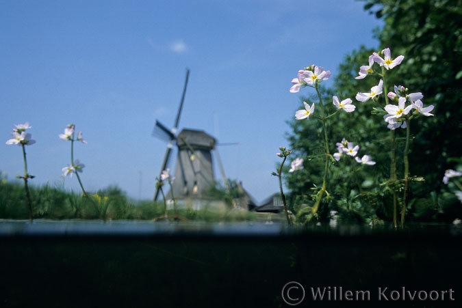 Water Violet ( Hottonia palustris ) in Lake Naarden