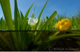 Flowering Water Soldier and Yellow Water-lily