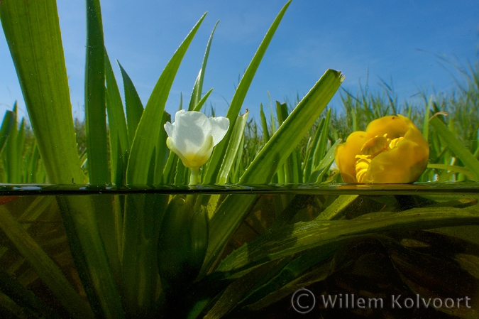 Flowering Water Soldier and Yellow Water-lily