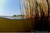 Common Reed ( Phragmitis australis ) in muddy water