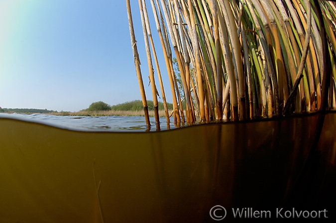 Common Reed ( Phragmitis australis ) in muddy water