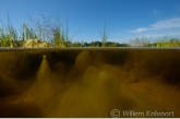 Ascending algae in Lake Bollema