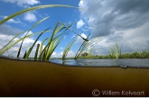 Sweet Flag ( Acorus calamus ) in the Annerveens moor