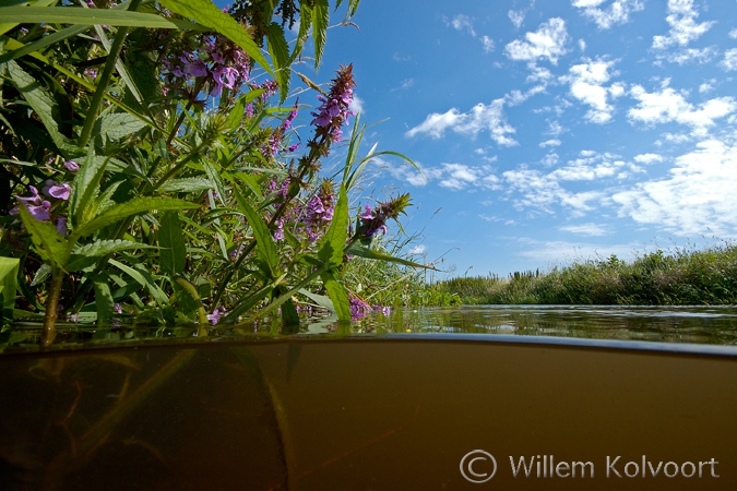 Moerasandoorn ( Stachys palustris ) in de Hunzemeander