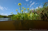 Gele waterkers ( Rorippa amphibia ) in de Hunzemeander