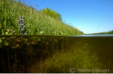 Ditch with stonewort