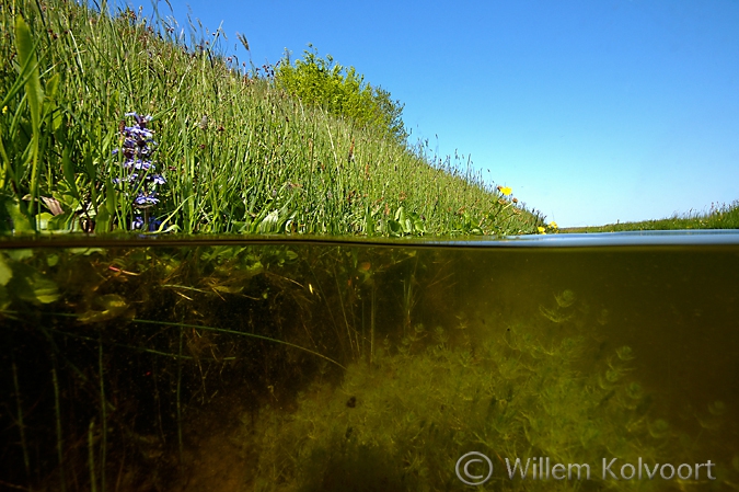 Ditch with stonewort