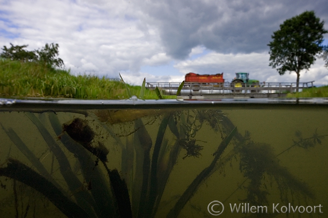 Watersoldier ( Stratoites aloides ) in the Vledder Aa