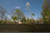 Waterdrieblad ( Menyanthes trifoliata ) in het Zeijer Wiekje 
