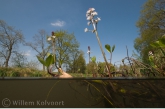 Bogbean ( Menyanthes trifoliata ) in the Zeijer Wiekje 