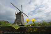 Watergentiaan ( Nymphoides peltata ) bij de watermolen 