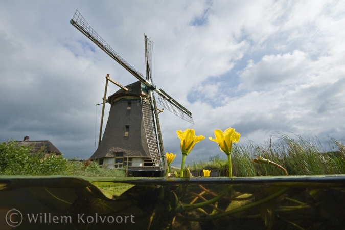 Watergentiaan ( Nymphoides peltata ) bij de watermolen 