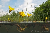 Watergentiaan ( Nymphoides peltata )