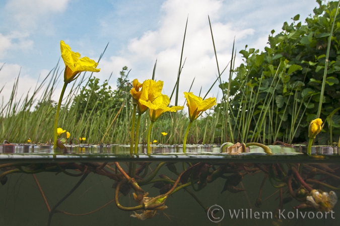 Watergentiaan ( Nymphoides peltata )