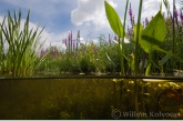 Allerlei water- en oeverplanten in de Bergse plas