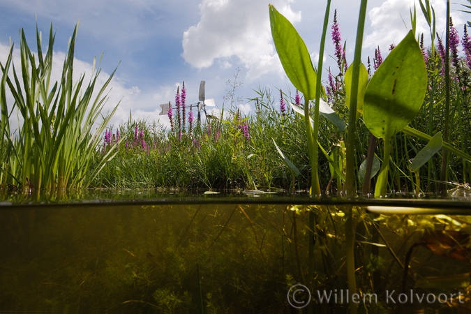 Allerlei water- en oeverplanten in de Bergse plas