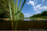 Bullrush and Yellow Water-lily