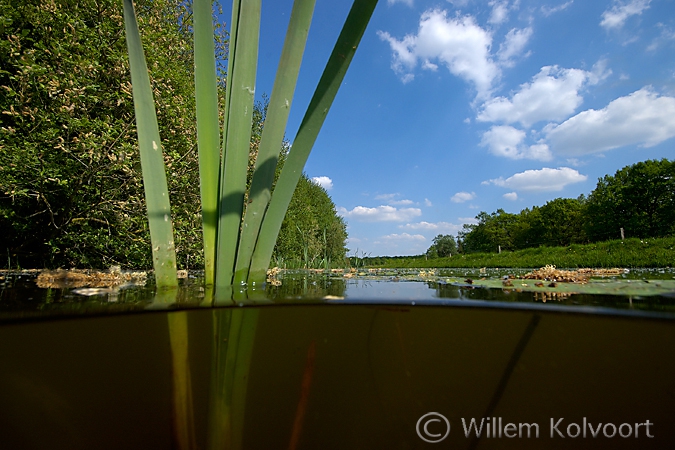 Bullrush and Yellow Water-lily