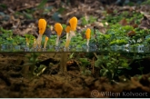 Bog Beacon ( Mitrula paludosa )