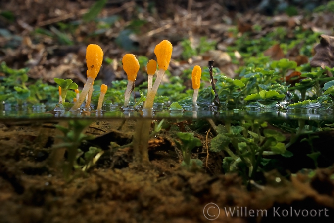 Mijtertjes in een beekje op de Veluwe 